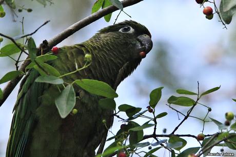 Chiripepés en el Botánico