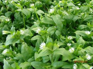 Sobre pamplinas y pájaros. Y ordenadores que traducen