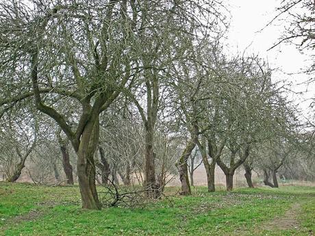 Los árboles que absorbían la enfermedad Los árboles que absorbían la enfermedad