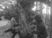 árboles absorbían enfermedad