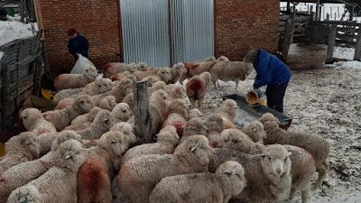 El Gobierno de Río Negro declarará la Emergencia Agropecuaria por las intensas nevadas