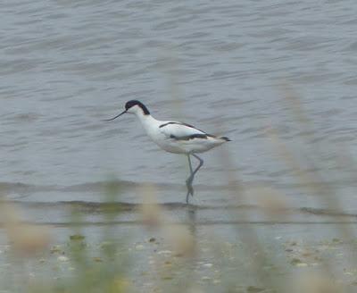 Avoceta, migrador parcial