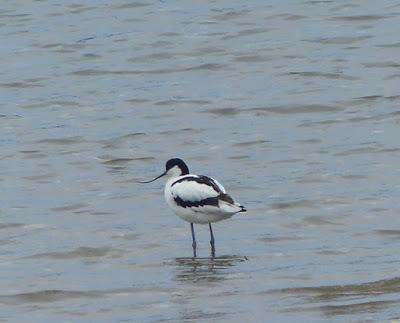 Avoceta, migrador parcial