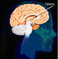Circuitos distintos impulsan la inhibición en el tálamo sensorial del cerebro Circuitos distintos impulsan la inhibición en el tálamo sensorial del cerebro