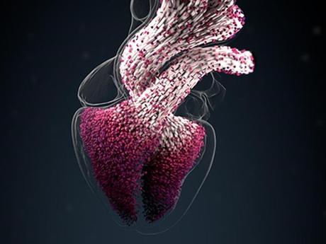 Corazones humanos en 3D ya en biomedicina
