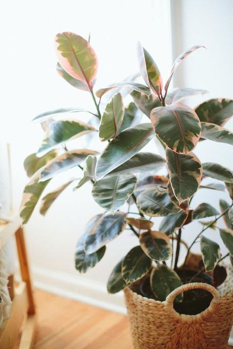 El Gomero, Ficus elástica o robusta