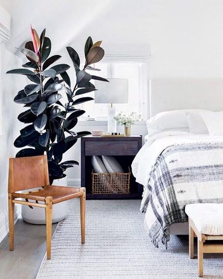 El Gomero, Ficus elástica o robusta El Gomero, Ficus elástica o robusta