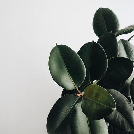 El Gomero, Ficus elástica o robusta