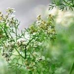 infusion de cilantro