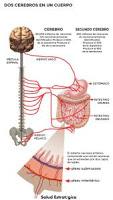 Las Neuronas de la Pared Intestinal comunican sus señales al Cerebro