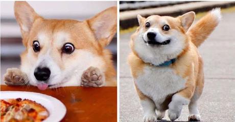Zona Random: Perrito corgi enamora a internet con sus dulces y graciosas muecas Zona Random: Perrito corgi enamora a internet con sus dulces y graciosas muecas