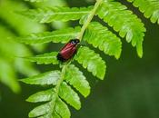 Rojo negro sobre verde