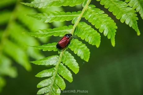 Rojo y negro sobre verde