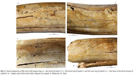 Camellos ¡en marfil de mamut!