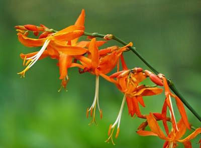 Plantas invasoras: la Crocosmia