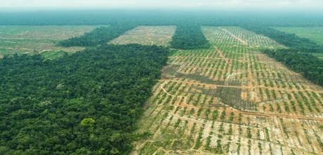 El 80% de la deforestación de los bosques es debida a la agricultura
