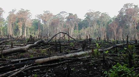 El mundo perdió más de 18 millones de hectáreas de zonas arboladas ...