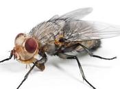 DESINTORRE: Como prevenir moscas vivienda