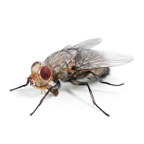 Como prevenir moscas en la vivienda Como prevenir moscas en la vivienda