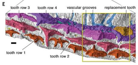 Erupción dental tipo tiburón: ancestral a los mandibulados
