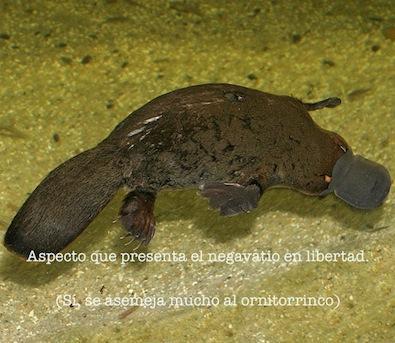 Negavatio: menos energía, más eficiencia