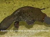 Negavatio: Menos energía, eficiencia