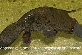 Negavatio Menos energía, más eficiencia Paperblog