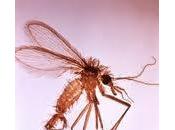 leishmaniasis