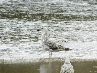 Primer juvenil de gaviota patiamarilla