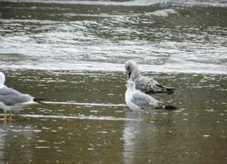 Primer juvenil de gaviota patiamarilla