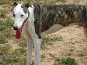 Ralph, elegante galgo adopción. huesca (aragón)