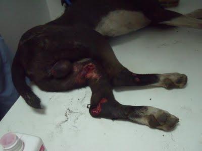 GALGO, TIROTEADO Y ATROPELLADO! (Murcia)