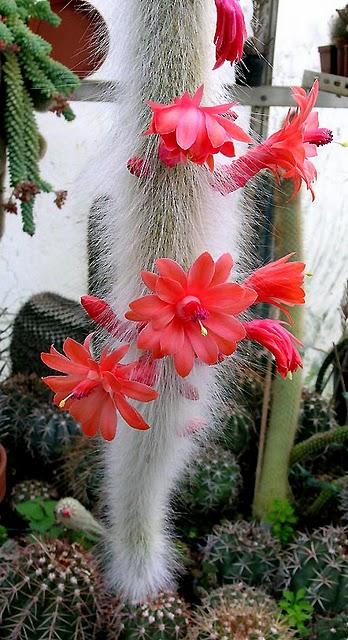 Cleistocactus winteri ssp. colademono