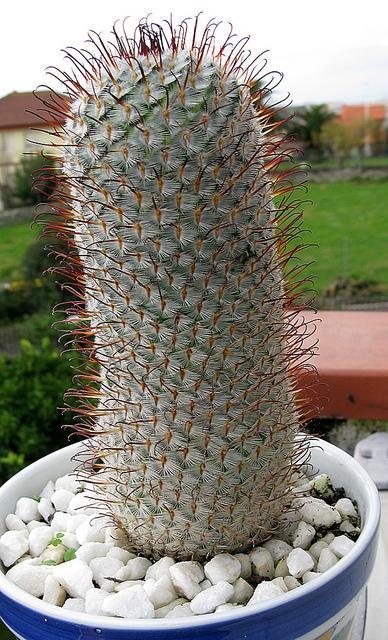 Mammillaria  bombycina ssp perezdelarosae