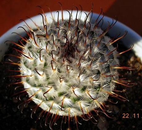 Mammillaria  bombycina ssp perezdelarosae