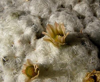 Como la nieve; Mammillaria plumosa