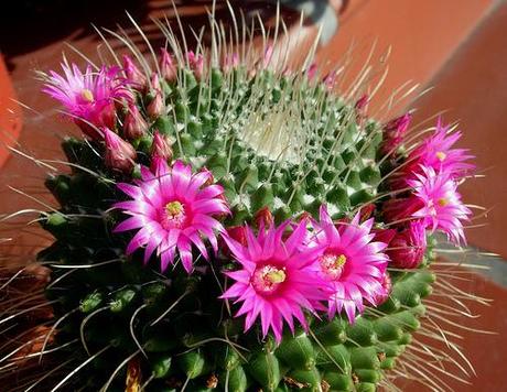 Mammilliaria spinosissima cv Un Pico Mammilliaria spinosissima cv Un Pico