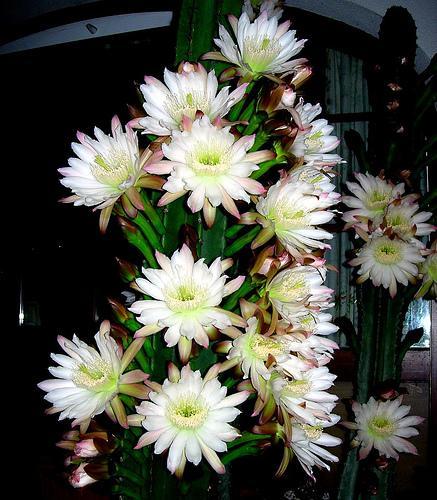 Cereus hildmannianus var uruguayensis ant Cereus peruvianus