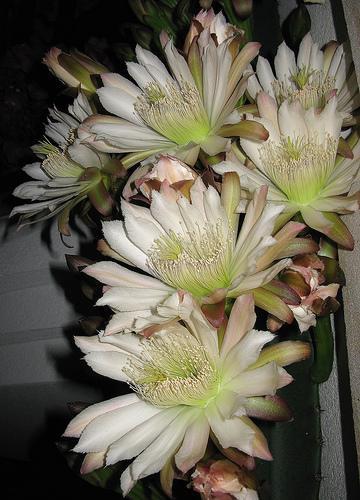 Cereus hildmannianus var uruguayensis ant Cereus peruvianus Cereus hildmannianus var uruguayensis ant Cereus peruvianus