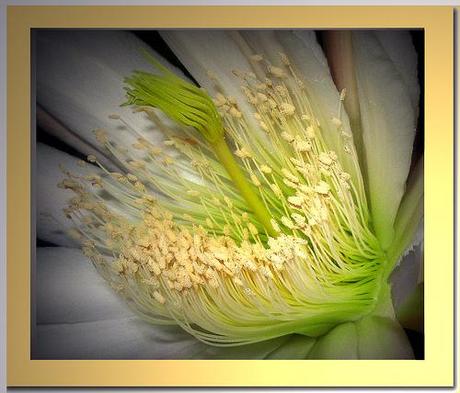 Cereus hildmannianus var uruguayensis ant Cereus peruvianus Cereus hildmannianus var uruguayensis ant Cereus peruvianus