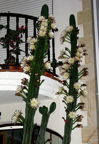 Cereus hildmannianus var uruguayensis ant Cereus peruvianus