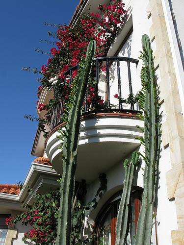 Cereus hildmannianus var uruguayensis ant Cereus peruvianus