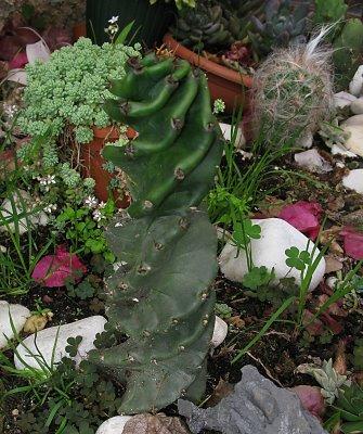 Una planta singular ... Cereus forbesii fa spiralis