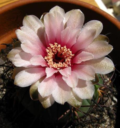 Tiempo de Gymnocalycium