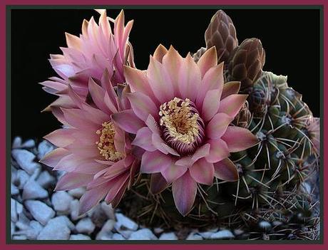 Tiempo de Gymnocalycium