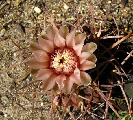 Tiempo de Gymnocalycium