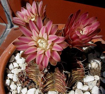 Tiempo de Gymnocalycium