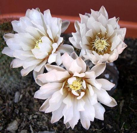 Tiempo de Gymnocalycium