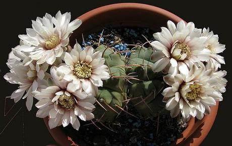 Tiempo de Gymnocalycium