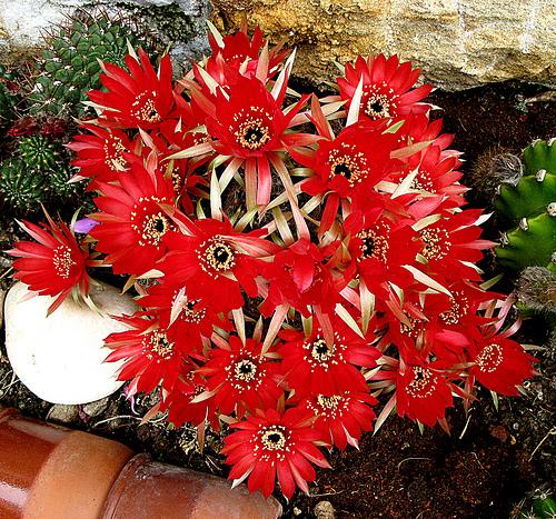 Echinopsis arachnacantha syn Lobivia arachnacantha